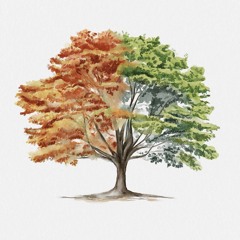 Fall Back (Sativa Dominant)