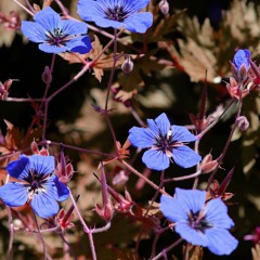 Wildflowers : written by Syreeta Muir : read by @megwaf