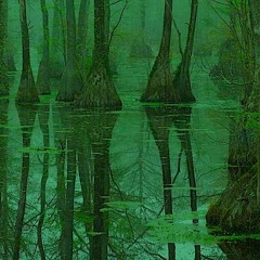 Swamp Symphony