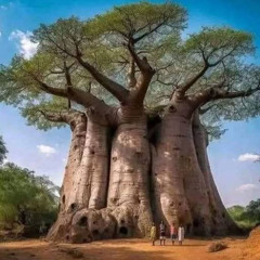 Huge Trunk