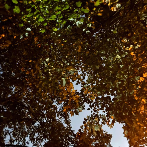 The Tree