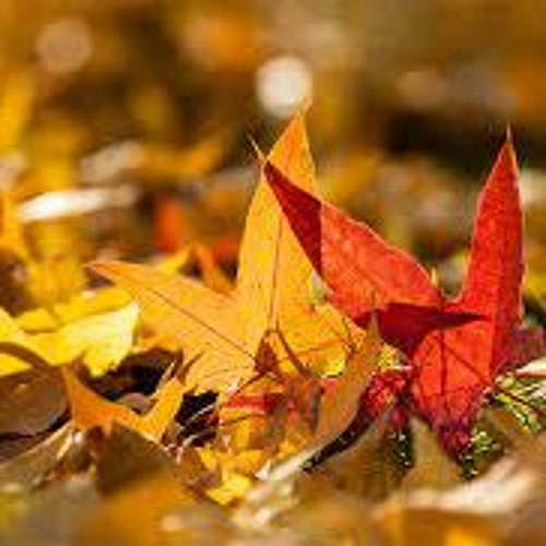 SFX-The sound of walking on fallen leaves