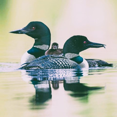 loon energy