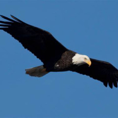 Eagle😎🦼