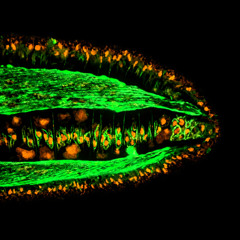 Be Quiet (Free Download)