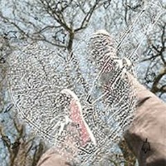 falling from the branches