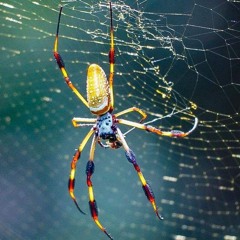 nephila - el hipnotismo de la araña
