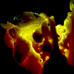 Need To Call Somebody - Plain Text