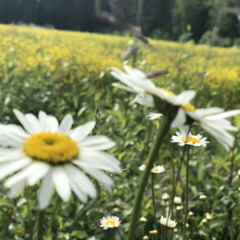 Ennen