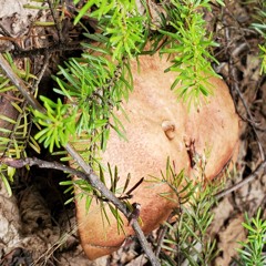 Doc's Orders (preview)