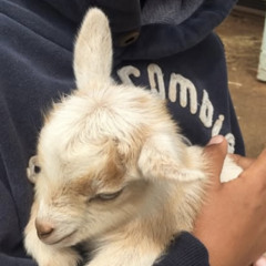 stick n knife prod makkgin