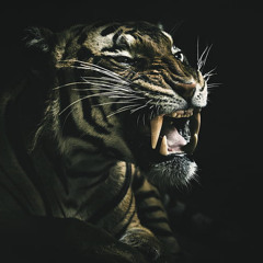 High Adrenaline - Winter 2025 Punjabi Remixes