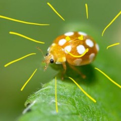 les rayons coccinelles