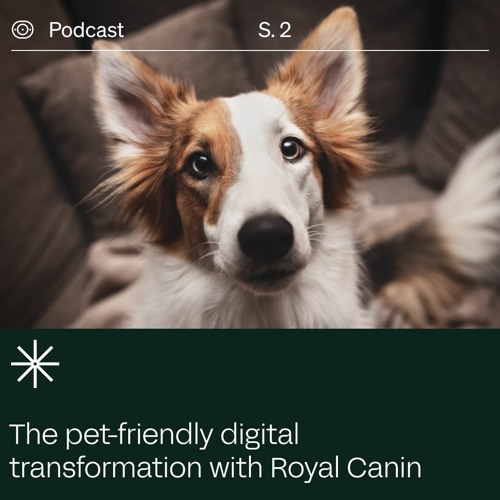 Transformation Stories: The Pet-Centric Experience