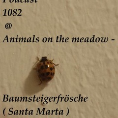 Podcast 1082 @ Animals On The Meadow - Baumsteigerfrösche ( Santa Marta ) 29 03 2024