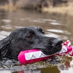 E309 Eukanuba Premium Performance Presents: Duck Dog Series with Andrew and Raelynn Skluzacek part 2