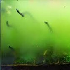 Green H20 band practice 1999