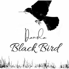 DANOLA- BLACK BIRD
