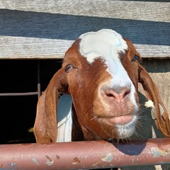 I'm no sheep, I'm the goat