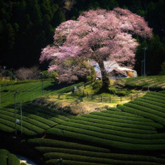 whole thing (prod. sneaxxz)