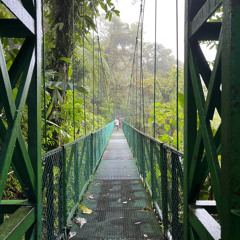The Bridge