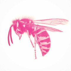 WASP
