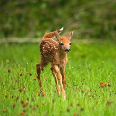 fawny bxb x cool rickyy