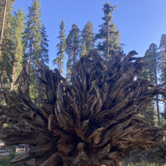 1.6.ion - La feuille (prod.Reysim)