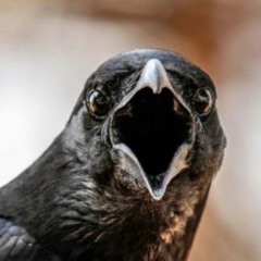 Caw caw, bitch