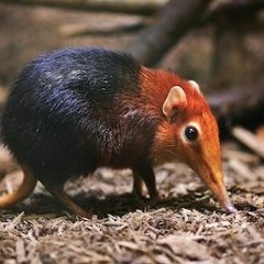 11. The Lemur And The Shrew