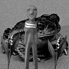 a toad goes out-naviarhaiku615