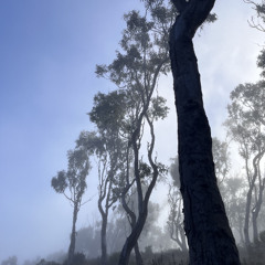 Acacia Komodo - Eucalyptus Mist