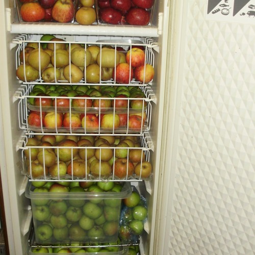 Stream Saving tomato seeds, making a recycled fridge apple store