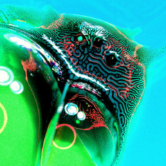 Dolphin (Arrangement)