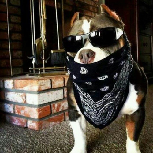 ELA SÓ QUER DAR PRA BANDIDO (( DJ TENHO MEDO DE MULHER ))