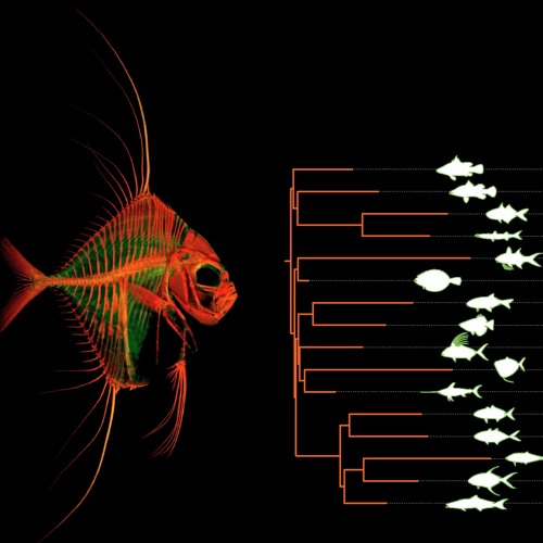 phylogeny   (0596disquiet)