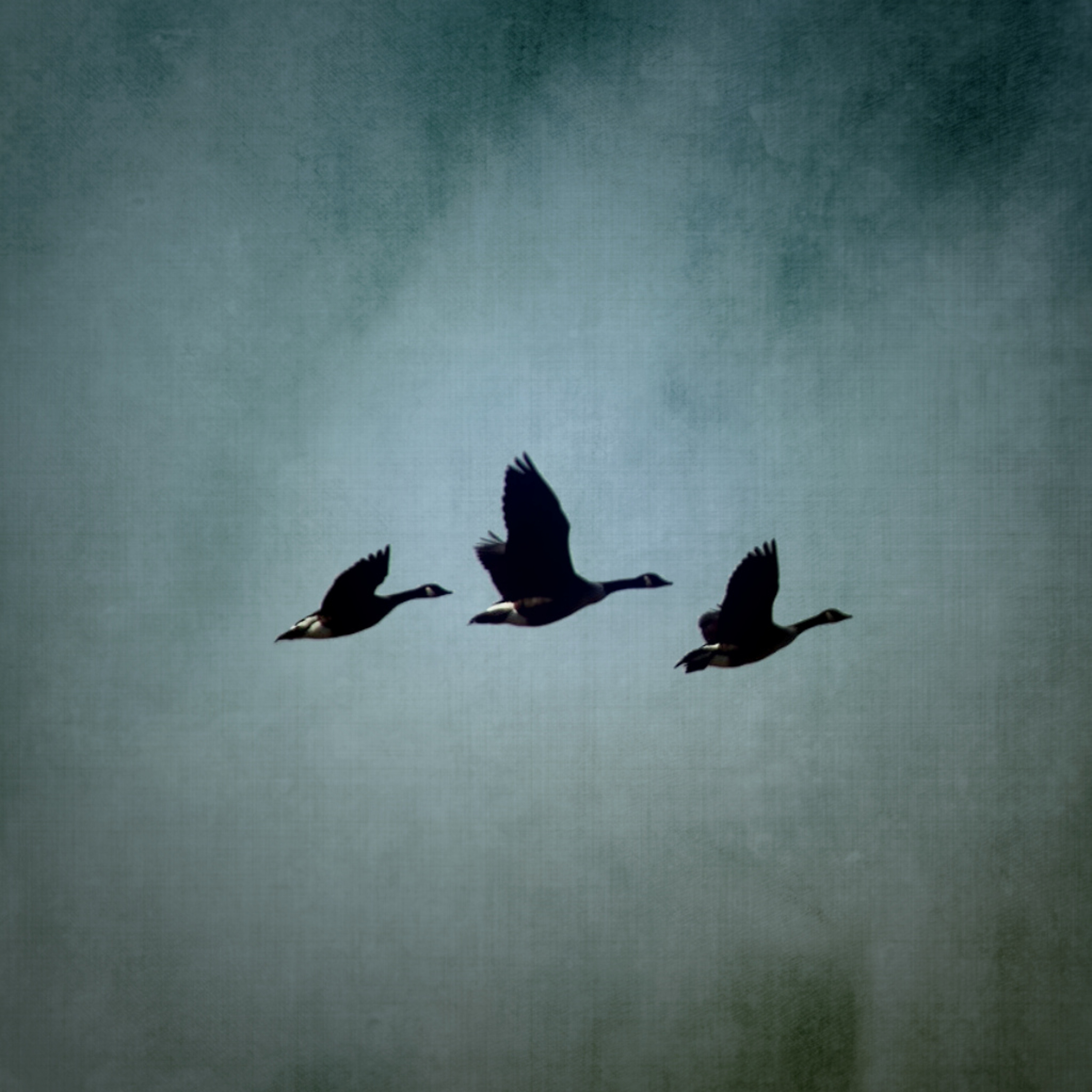 Theraphonia - Geese at Miner's Marsh