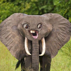 Ancient Elephants on Fifty Fathoms