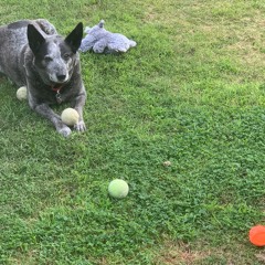 I LOVE My Doggie--Lyrics: Reidmoto; Music: AI