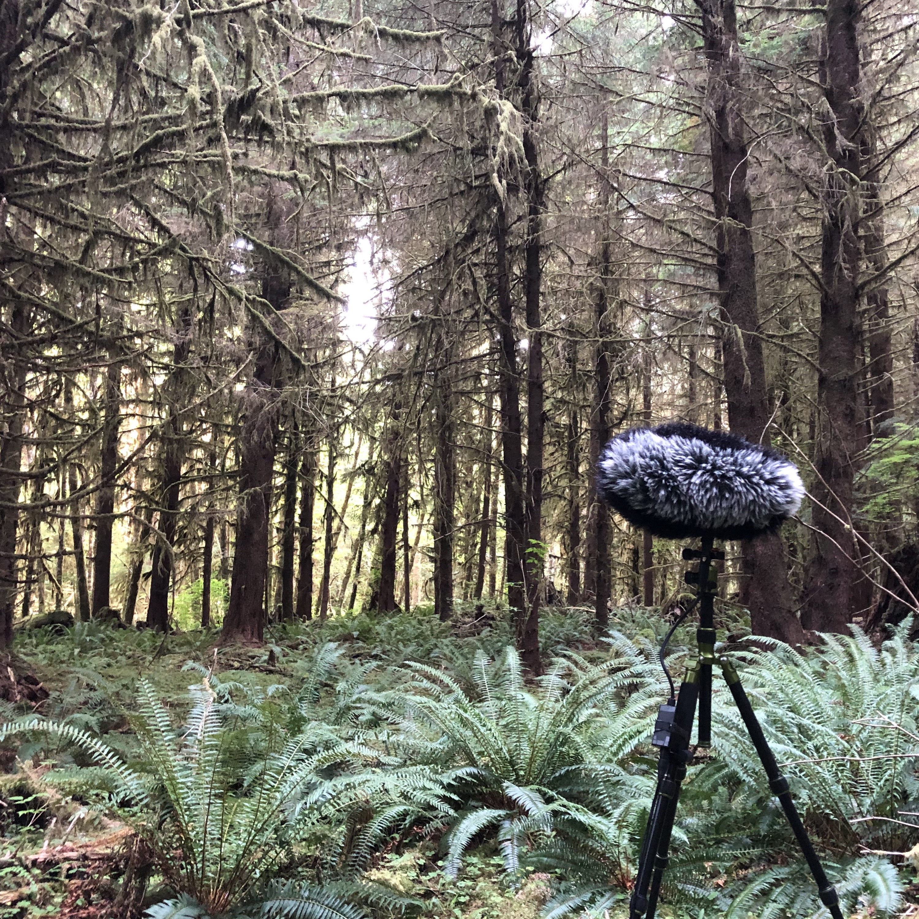 Northwest Soundscapes