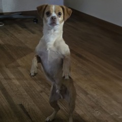Doggy Dance.mp3