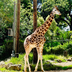 Giraffes in Our Dreams