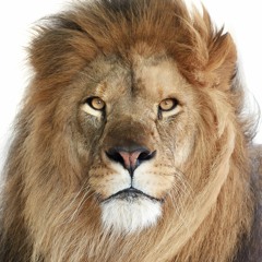 Lionhearted (Emancipator flip ft. Devin Mikel)