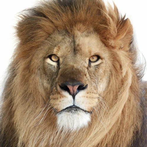 Lionhearted (Emancipator flip ft. Devin Mikel)
