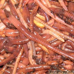 Be The Worm