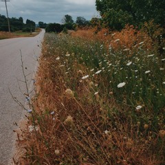 Dandelion Fields