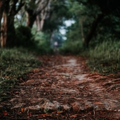 15 min Grounding Meditation with Plantwave Music