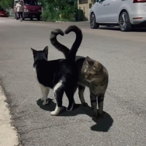 LOVERS.