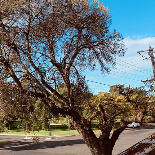 Journey Through The Land Of The Deformed Trees