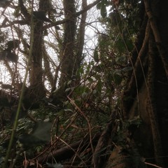 Windy Evening Wood